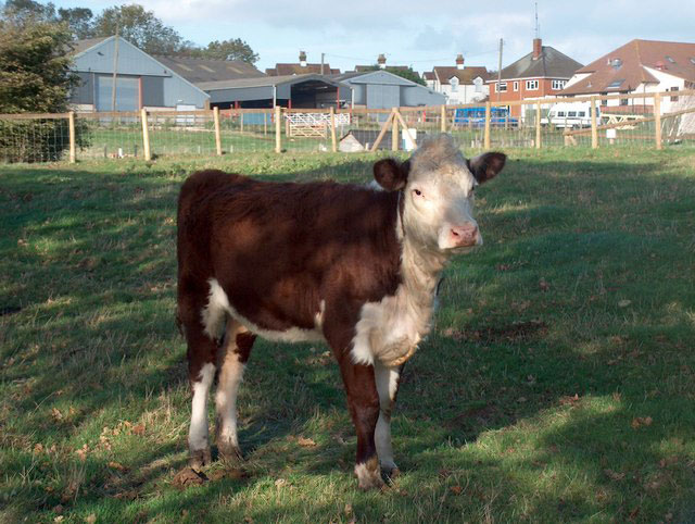 hadleigh farm rare breeds centre